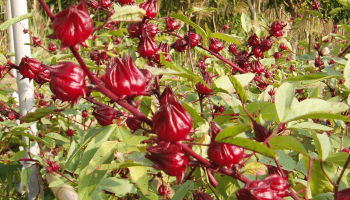 Oilseeds & Export Crops